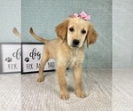 Small #2 Golden Retriever
