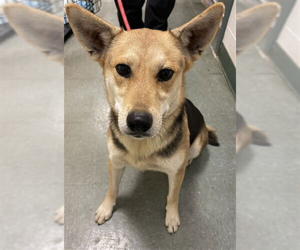 Medium Photo #1 German Shepherd Dog Puppy For Sale in Santa Maria, CA, USA