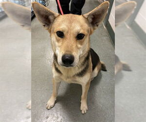 German Shepherd Dog Dogs for adoption in Santa Maria, CA, USA