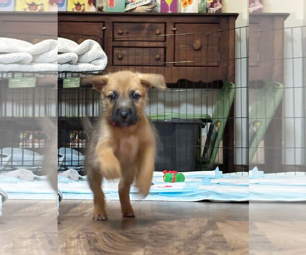 Medium Photo #4 Mutt Puppy For Sale in New London, WI, USA