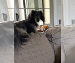 Small #5 Dachshund