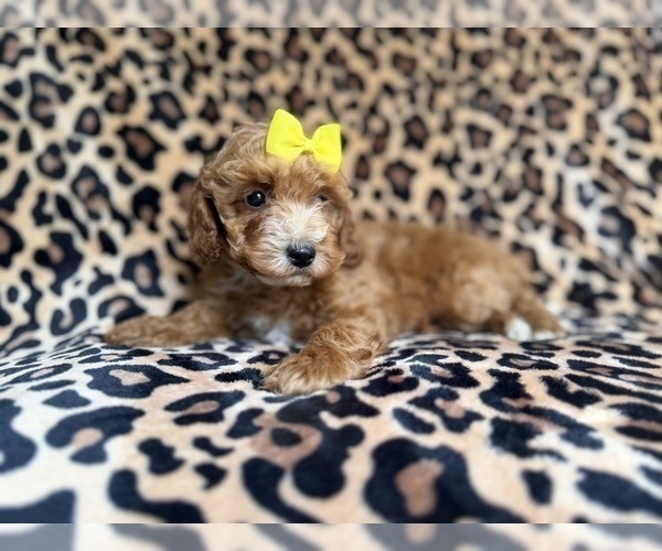 Medium Photo #8 Cockapoo (Miniature) Puppy For Sale in LAKELAND, FL, USA