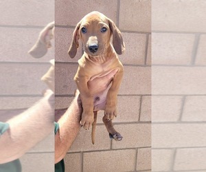 Rhodesian Ridgeback Puppy for sale in CORONA, CA, USA