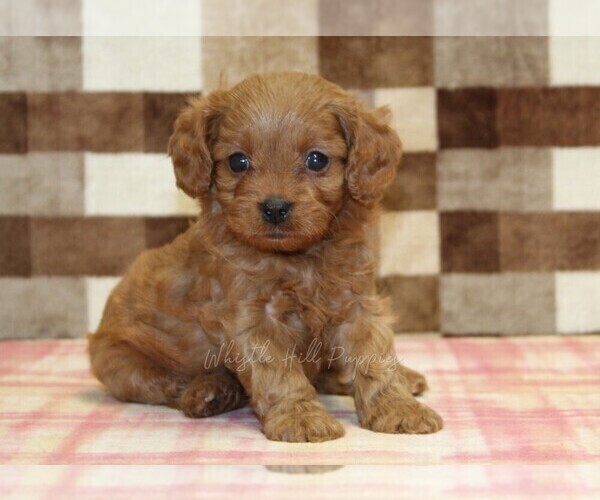 Medium Photo #1 Cavapoo (Miniature) Puppy For Sale in DENVER, PA, USA