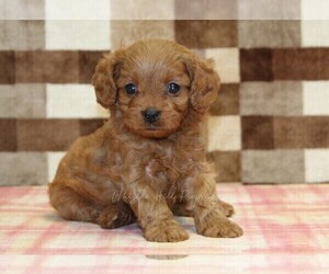 Cavapoo (Miniature) Puppy for sale in DENVER, PA, USA