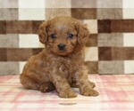 Small Cavapoo (Miniature)