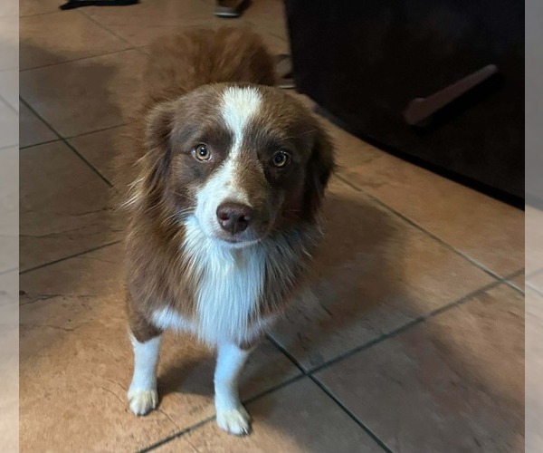 Medium Photo #1 Miniature Australian Shepherd Puppy For Sale in BROOKER, FL, USA