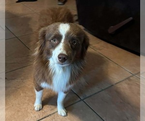 Miniature Australian Shepherd Puppy for sale in BROOKER, FL, USA