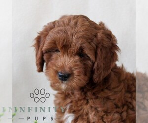 Goldendoodle (Miniature) Puppy for sale in EAST EARL, PA, USA
