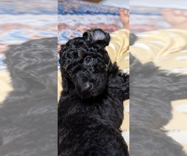 Medium Photo #13 Aussiedoodle Puppy For Sale in ASHEVILLE, NC, USA