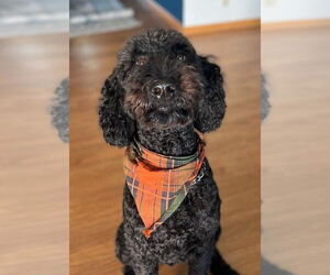 Poodle (Standard) Dogs for adoption in Crystal, MN, USA