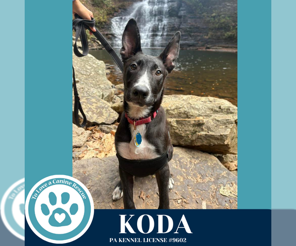 Medium Photo #2 Labrador Retriever-Unknown Mix Puppy For Sale in Kimberton, PA, USA