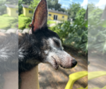Small Photo #4 Chiweenie Puppy For Sale in Weston, FL, USA