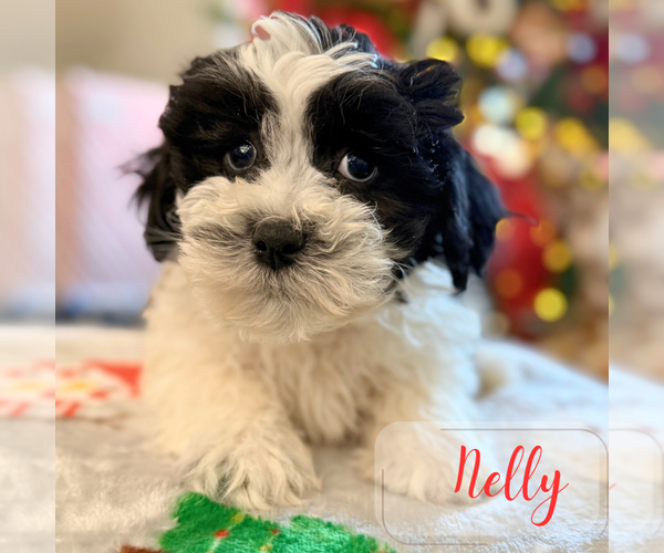 Medium Photo #3 Mal-Shi Puppy For Sale in ADDISON, IL, USA