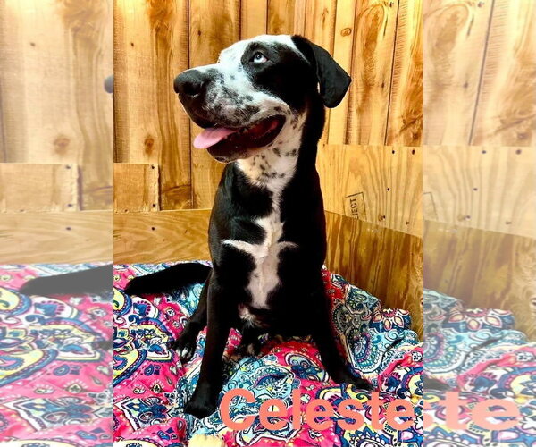 Medium Photo #2 Catahoula Leopard Dog-Great Dane Mix Puppy For Sale in Alexander, AR, USA