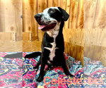 Small #1 Catahoula Leopard Dog-Great Dane Mix