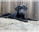 Small #3 Labrador Retriever Mix