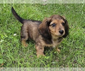 Dachshund Puppy for sale in CLARK, MO, USA