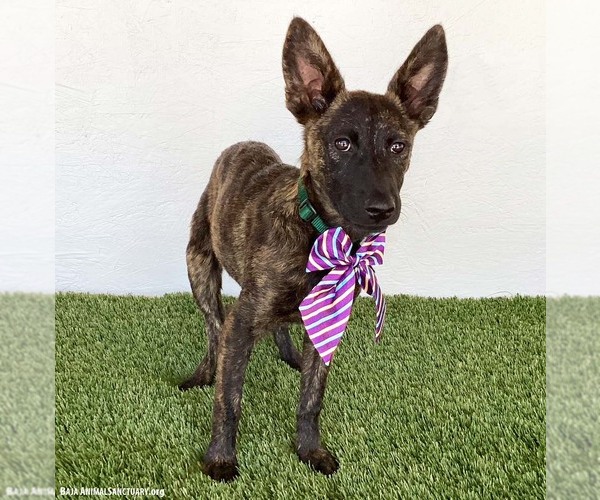 Medium Photo #2 Holland Shepherd-Unknown Mix Puppy For Sale in San Diego, CA, USA