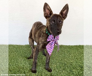 Brynn - Female Holland Shepherd-Unknown Mix Dog for Adoption - Photo #2
