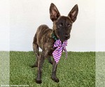 Small #1 Holland Shepherd Mix