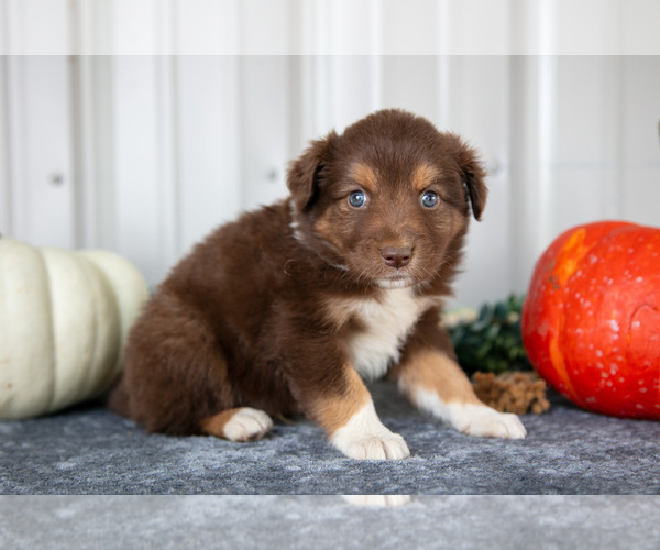 Medium Photo #10 Australian Shepherd Puppy For Sale in CAMDEN, MI, USA