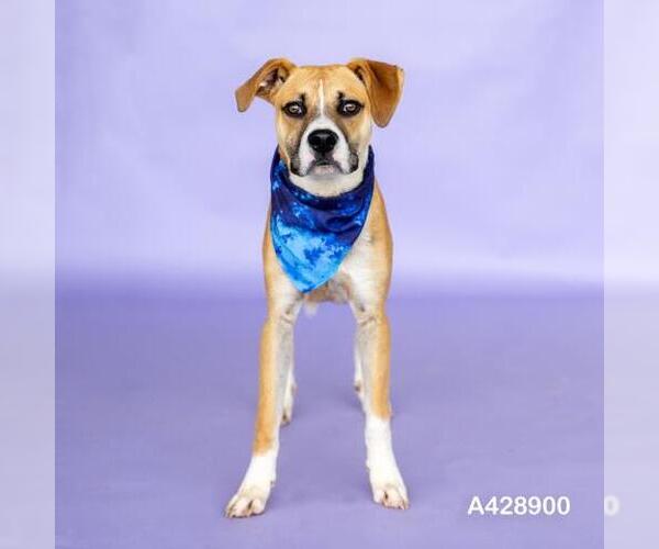 Medium Photo #1 Black Mouth Cur-Unknown Mix Puppy For Sale in Conroe, TX, USA