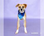 Small Black Mouth Cur Mix