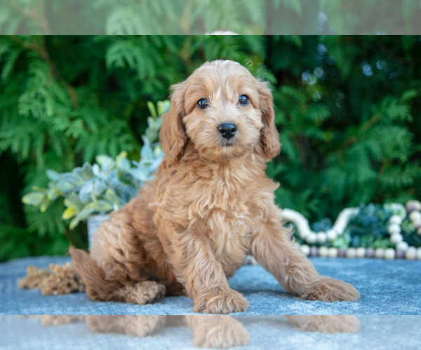 Medium Photo #8 Cavapoo (Miniature) Puppy For Sale in KIRKWOOD, PA, USA