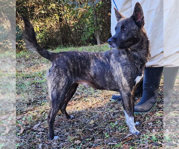 Medium Photo #3 Mutt Puppy For Sale in Wetumpka, AL, USA