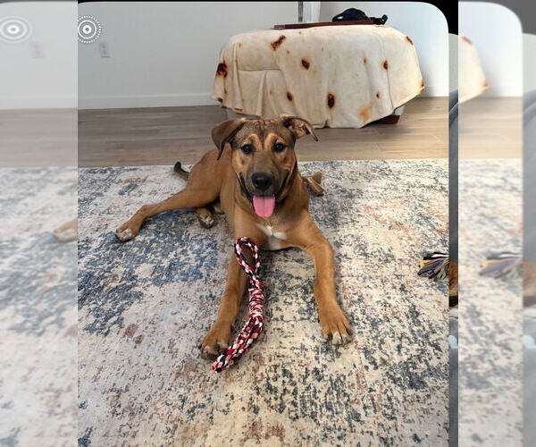 Medium Photo #2 Boxer-German Shepherd Dog Mix Puppy For Sale in San Bernardino , CA, USA