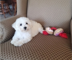 Bichon Frise Puppy for Sale in JURUPA VALLEY, California USA