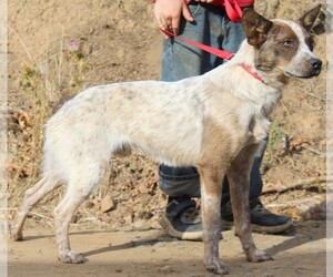 Father of the Australian Cattle Dog puppies born on 04/15/2026