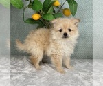 Small #2 Pomeranian