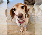 Small #18 Beagle