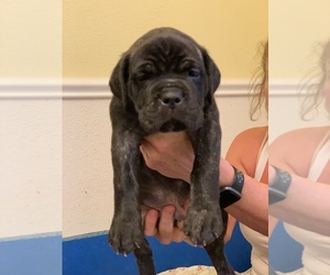 Cane Corso Puppy for sale in SALLISAW, OK, USA