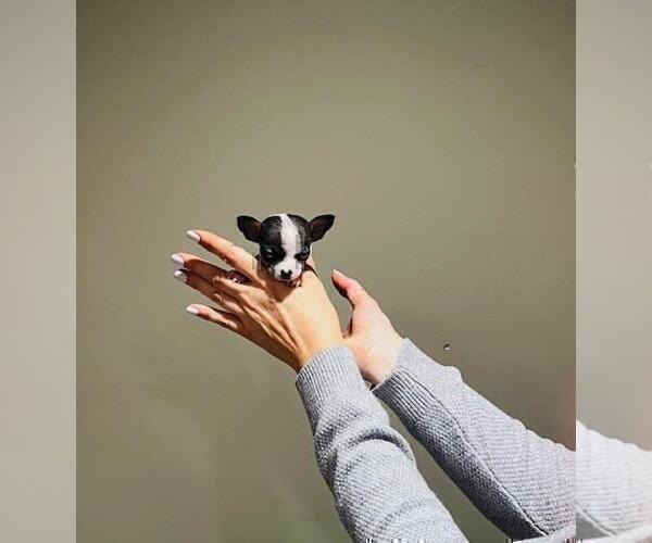 Medium Photo #1 Chihuahua Puppy For Sale in JENSEN BEACH, FL, USA