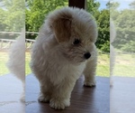 Small Photo #6 Coton de Tulear Puppy For Sale in CLEVELAND, TN, USA