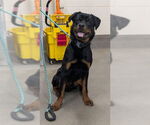 Small Rottweiler