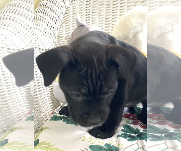Medium Photo #8 Mutt Puppy For Sale in Holly Springs, NC, USA