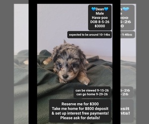 Havapoo Puppy for sale in TUCSON, AZ, USA