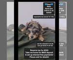 Image preview for Ad Listing. Nickname: Dean