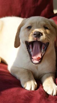 Medium Photo #1 Labrador Retriever Puppy For Sale in MILLTOWN, IN, USA
