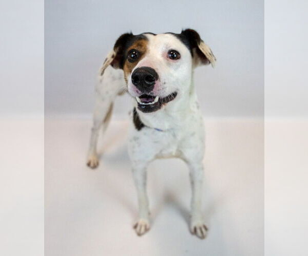 Medium Photo #5 Mutt Puppy For Sale in Kennesaw, GA, USA