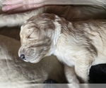 Small Photo #3 Goldendoodle Puppy For Sale in GIBBON, NE, USA