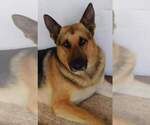 Small Photo #1 German Shepherd Dog Puppy For Sale in INEZ, TX, USA