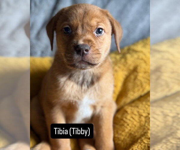 Medium Photo #2 Mutt Puppy For Sale in Duluth, MN, USA