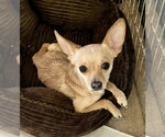 Small #3 Chihuahua