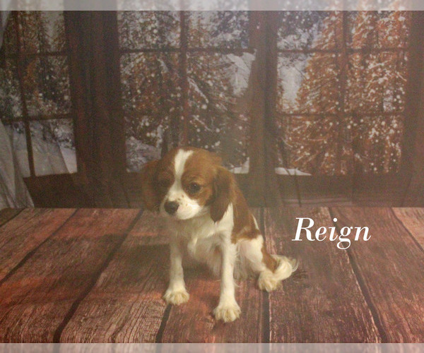 Medium Photo #1 Cavalier King Charles Spaniel Puppy For Sale in CHANUTE, KS, USA