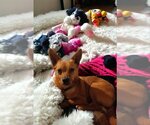 Small #1 Chihuahua Mix